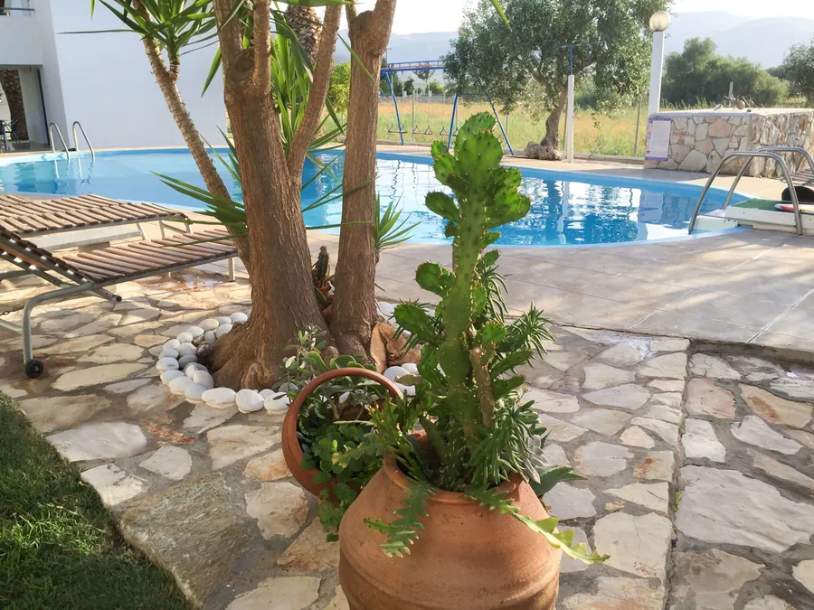 Κάκτος σε γλάστρα δίπλα στην πισίνα